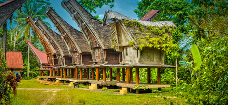Large ancestral houses standing on four pillars with large boat-shaped roofs in Sangalla, Toraja...