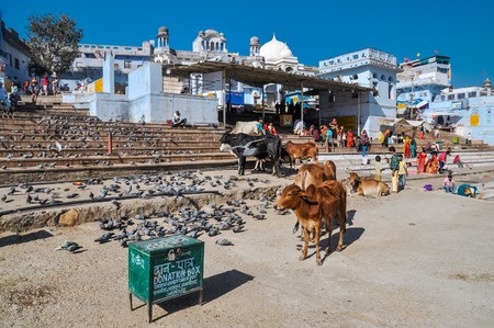 Pushkar, Rajasthan - circa December 2011: Photo of pigeons and cows which walk freely through town in Pushkar, Rajasthan. Documentary editorial.のeditorial素材