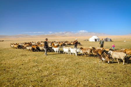Son Kol, Kyrgyzstan - circa September 2011: Photo of herd of sheep and goats in Son Kol, Kyrgyzstan. Documentary editorial.のeditorial素材