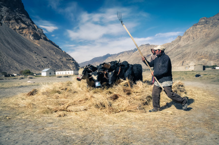 Khorog, Tajikistan - circa September 2011: Young boy and his father stand near four black and white cows in Khorog, Tajikistan. Older man uses hayfork to spread hay around cows. Documentary editorial.のeditorial素材