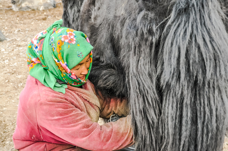 Karakul, Tajikistan - circa September 2011: Native woman with green headcloth smiles during mlking of yak in Karakul, Tajikistan. Documentary editorial.のeditorial素材