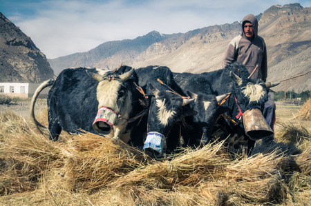 Khorog, Tajikistan - circa September 2011: Young boy stands near four black and white cows in...