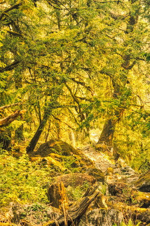 Photo of beautiful greenery and trees in Dolpo, Nepal.のeditorial素材
