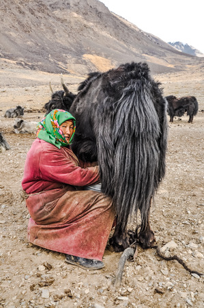 Karakul, Tajikistan - circa September 2011: Native woman with green headcloth and pink clothes poses during milking of yak in Karakul, Tajikistan. Documentary editorial.のeditorial素材