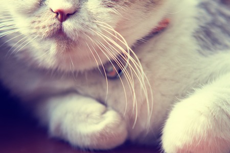 Close up to mouth and whiskers of white catの写真素材