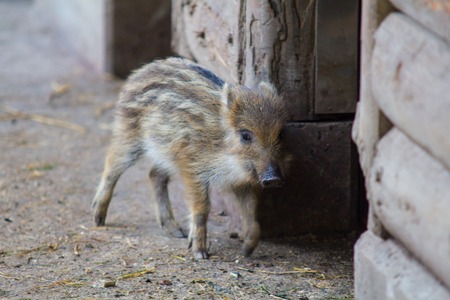 Young wild boar in the barn - country imageの写真素材