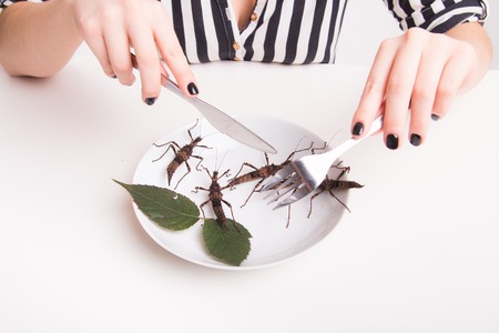 Plate full of insects in the insect to eat restaurantの写真素材