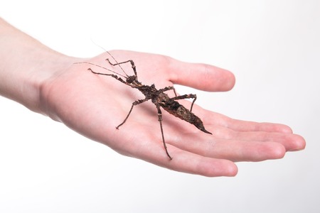Phasmatodea - stick insect on human hand - studio shoot