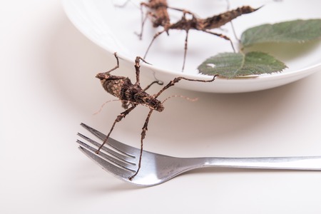 Plate full of insects in the insect to eat restaurantの写真素材