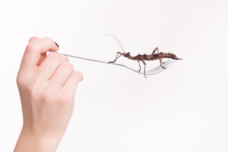 Real insect on a fork in a restaurantの写真素材
