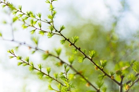 Green twigs of larch in the spring gardenの写真素材