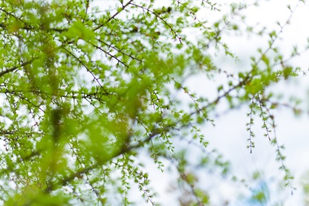 Fresh sprouts of larch tree during spring season