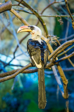 Exotic bird with a large beak sitting on the tree
