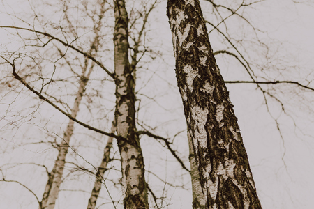View of large birch trees at winterの写真素材