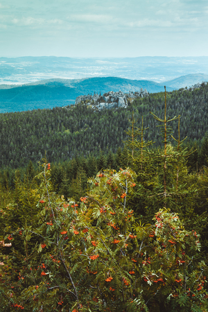 Scenic sight of giant mountains and spruce forest at summerの写真素材
