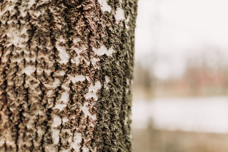 Close-up on the bark of a tree with added filterの写真素材