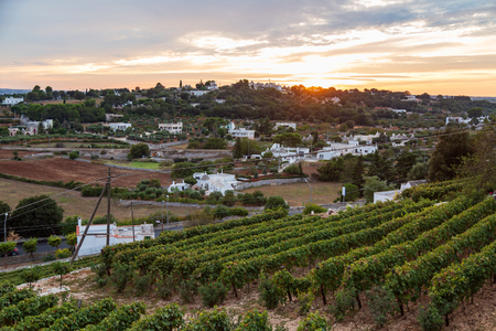 Vineyard during sunset in Locorotondo town, province Bari, Sauthern Italyの写真素材