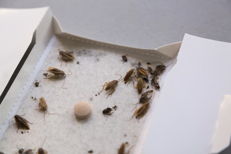 Cockroaches at home in an insect sticky trapの写真素材