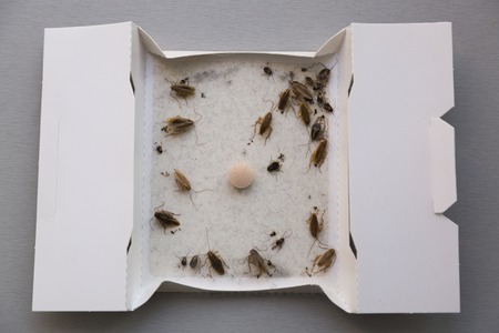 Cockroaches at home in an insect sticky trap