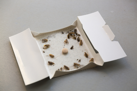 Cockroaches at home in an insect sticky trapの写真素材