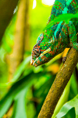 Multicolored exotic cameleon on the branch in the rainforestの写真素材