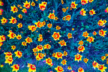 Amazing filtered backgroud image of yellow tulips in a gardenの写真素材