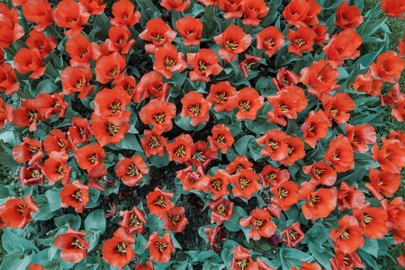 Filtered backgoud image presenting red tulip flowers taken from aboveの写真素材