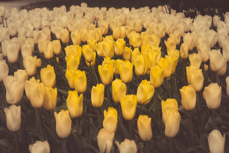 Filtered and blured image of spring yellow tulips in a gardenの写真素材