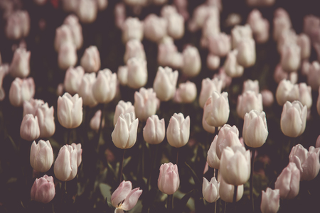 Filtered and blured image of spring tulips in a gardenの写真素材
