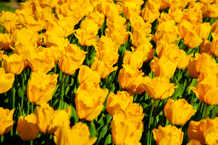 Yellow spring tulips blooming in a gardenの写真素材