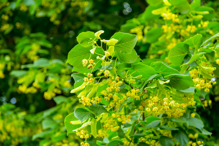 Yellow blooming lime tree with flowers on branchの写真素材