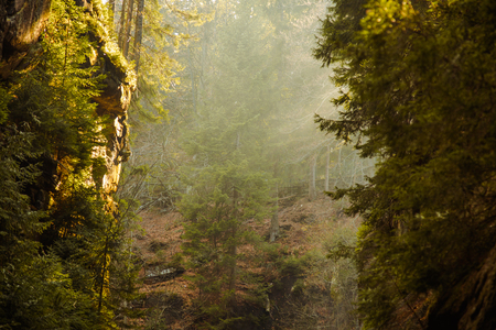 Misty forest and sun rays in mountain canyonの写真素材