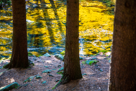 Natural, gold mountain stream in sunny european pine forestの写真素材