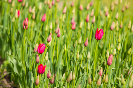 Image of purple tulip flowers in a gardenの写真素材