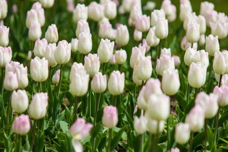 Image of purple tulip flowers in a gardenの写真素材