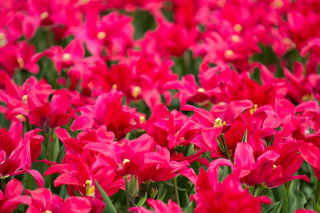 Image of purple tulip flowers in a gardenの写真素材