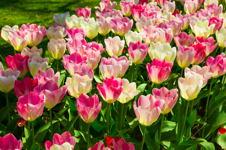 Background image of white and pink spring tulipsの写真素材