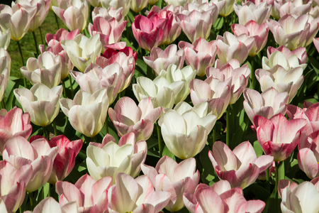 Background image of ping and white tulipsの写真素材