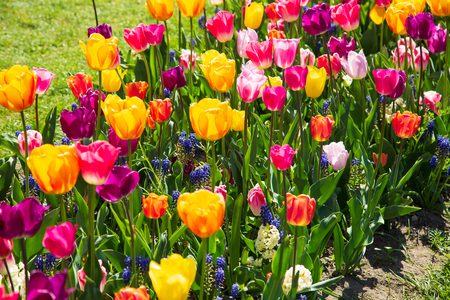 Background image of colorful spring flowers in gardenの写真素材