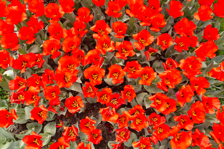 Background of super red tulips in a gardenの写真素材