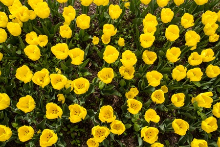 Image of yellow tulip flowers in a gardenの写真素材