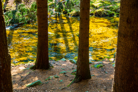 Mountain stream in sunny pine forestの写真素材