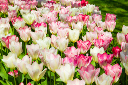 Background image of white and pink spring tulipsの写真素材