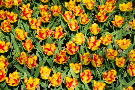 Background image of colorful spring tulips in agrdenの写真素材