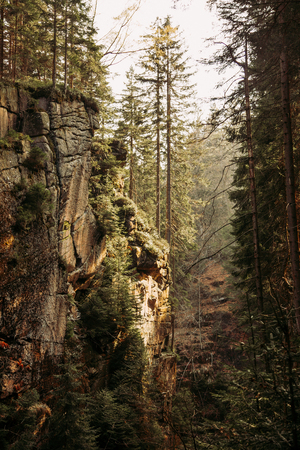 Amazing mountain ravine full of pine trees growin on rocksの写真素材