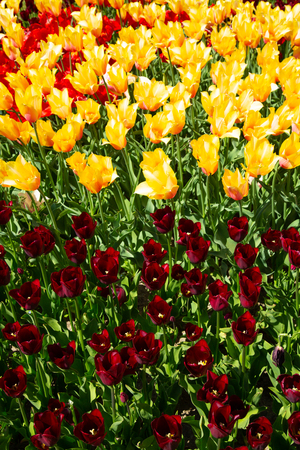 Background image of yellow and red spring tulipsの写真素材