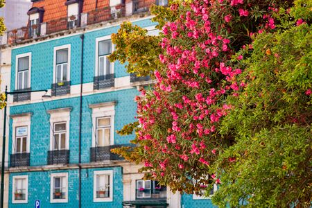 Nerium oleander plant with pink flowers growing in Lisbon old town, Portugalの写真素材