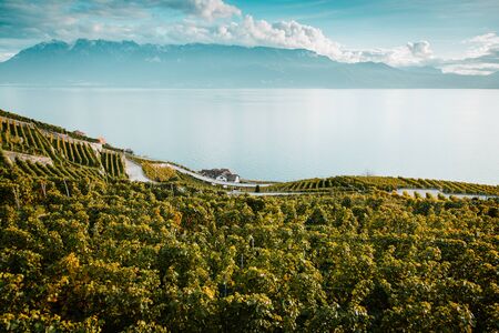Lavaux, Switzerland: Lake Geneva and the Swiss Alps landscape seen from Lavaux vineyard tarraces in Canton of Vaudの写真素材