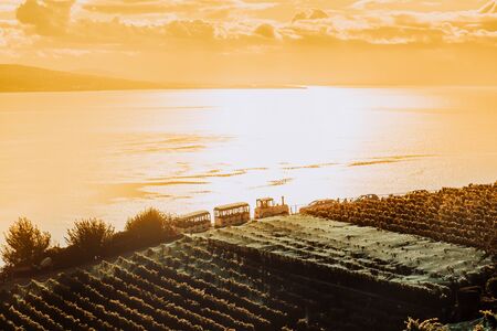 Lavaux, Switzerland: Touristic train over the Lake Geneva during sunset seen from Lavaux vineyard tarraces in Canton of Vaudの写真素材