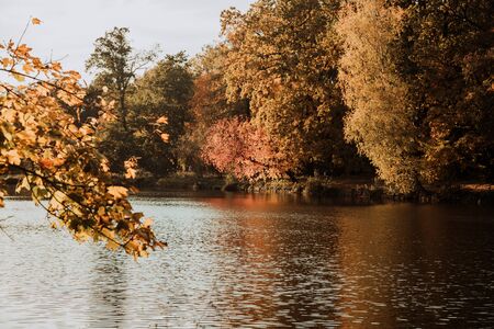 Lodz, Poland: Yellow autumn trees by the lake in the park during sunsetの写真素材